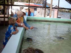 turtle farm
